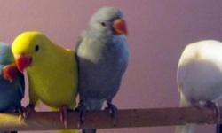 I have 4 Indian Ringneck babies left who are 4 months old & ready to go to their new homes.They will be $350.00 with DNA certificate included.These babies have all been abundance weaned.Please read and know about Indian Ring necks.
I do not ship and birds