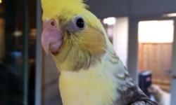 I have three beautiful handfed baby cockatiels that are weaned and ready to go to a new and loving home. All are pastel face (light yellow/orange cheek instead of bright red) which is very uncommon. I have two normal pearls and one normal pearl pied. I am