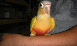 We have Pineapple Conure Babies available. They were hand fed and also they are very sweet and tame. They are TEN weeks old and they are ready to go. If you are interested & if you need more information email us. No Shipping
