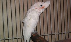 We have a hand raised 10 month old baby. This bird is very sweet and gentle, great with kids, huge vocabulary (no profanity), not a screamer at all. Has been around dogs. Please contact with any questions. 6015048996