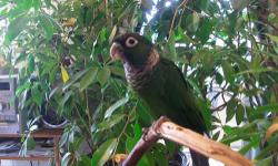 She is very Tame and can be handled, She will sit on your shoulder. She is very Quite like a Green Cheek Conure but a Little bigger. Souance Conure's are very Rare! She is very healthy and on a Pellet diet with a little seed & vegies. She is 9 1/2