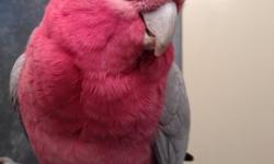 Tame Female Rose Breasted Cockatoo for sale. She is almost 3 yrs old and in perfect feather, very healthy and very tame - nice mellow personality and not noisy or spoiled! For more info please call (619)-957-8543