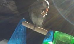 We are re homing our Timneh African Grey Parrot, Pepper. He is very vocal but can be somewhat stubborn at times. He needs attention that I am not able to provide to him right now due to health issues. He does talk, sing, whistles, laughs & repeats whole
