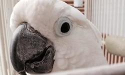 Beautiful 7.5 year old cockatoo looking for a good home with an owner who has the time and patience to love and nurture. Family expansion has left us unable to provide necessary attention she needs. She is a very sweet bird but can be loud at times and