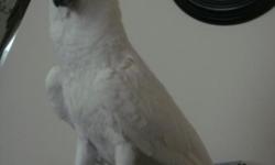 Beautiful male umbrella cockatoo, 12yrs old, one owner, retired vet. Talks, loves to cuddle, no vices, can be loud. ONLY previous parrot owners apply. Please only serious calls. Comes with all toys,food,and 400series cage. HUGE!!!!