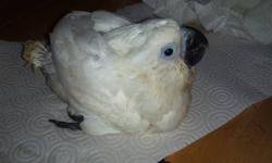I am in the process of selling a baby umbrella cockatoo. The baby is not DNA tested so the gender is unknown.
The baby is still being hand fed. if you are interested you can contact me:
Price $1100
call/text 347-231-3031