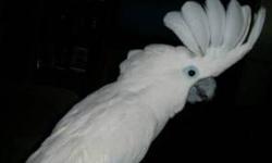 I have a male 5 year old Umbrella Cockatoo that talks sings dances and loves to gives kisses loves to cuddle and laughs when you laugh :), he is very healthy and happy bird. he love everybody he meets.
When you take him some wheres he is the star of the