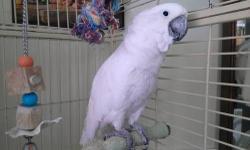 He is a white umbrella with a very strong white coat, yellow feathers under the umbrella. He is very loving and speaks several words and different sayings. He has a steel cage in house.
He loves attention and loves to go outside. Will not fly away, and