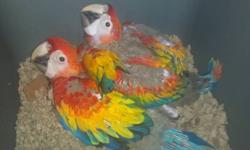i have a baby scarlet macaw for sale asking $1400. the baby is friendly and is currently being hand fed. the baby is not dna tested so the gender is unknown at this time.
if you are interested you can contact me:
call/text 347-231-3031