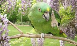 This amazing amazon can talk and sing something like opera! But does it on her own time:)
She needs an experienced owner who understands Amazon parrots.
She does bite people who are nervous around her.
She loves sunflower seeds and peanuts!
We are selling