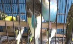 Larger than the regular parakeet that is a "budgie". Beautiful yellow bird with muted charcoal color and white that sings like a canary and makes other jungle sounds, very personable bird.
I live in San Marcos 3 miles from freeways 15 and 78. I also raise