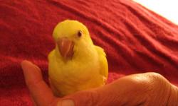 Rare and hard to find. You will not see these in the pet stores. Beautiful yellow quakers. I have several to choose from. Between 6 months - 3 weeks. No shipping.