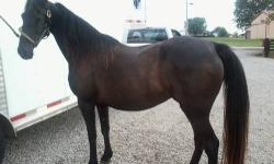 I have a very nice Belgian Mare she is registered trail rides and pulls buggy works etc. She is 17+ hh. Would like to trade to Percheron or Percheron mix gelding. Not for sale trade only.