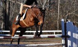 If you are looking for a phenomenal mare with great movement, sweet personality & a great soft jump- shes is the one! 16.1 97 Bay TB Mare. W/T/C, Easy lead changes. Very balanced & willing. Always looking to please. Great with other horses, no vices or