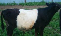 I have a year old belted Galloway bull calf for sale or rent.
Born in October 2012, he weighs between 500 - 600 lbs.
He is mismarked and does not have papers.
Asking $800 obo, but open to partial trades for cattle related items.
Please include your
