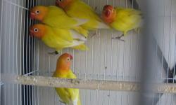 We Specialize in Breeding Lutino Opaline and Cremino Opaline Peachface Lovebirds. We currently have 2013 DNA Sexed Babies for Sale. All of our Babies are Closed Banded with Current Year Bands. Pairs: $300 Females: $125 each All Birds come with DNA sexing