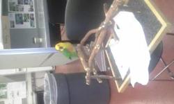 Selling my bird, parrot, cockatoo, conure cage. Has play top and ceramic dishes. slide out drawers for easy cleaning, seed catchers. Very nice. I am also selling my perch for $25 and my Jenday conure for $250 . The conure is very sweet. I don't know the