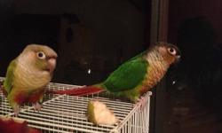 I am looking to trade any of the following for any parrots or conures! Preferably breeding pairs let me know what u have!
This ad was posted with the eBay Classifieds mobile app.