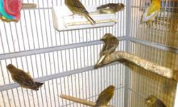 Baby gloster canaries, males and females, your choice. 623-873-5215
Please, no text to land line.