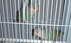 Beautiful male and female Blue Parrotlet pair, good parents, comes with a carry cage and food. 623 873 5215.