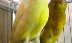 Canary pair, green Norwitch male singing beautifully, yellow Norwich female, good parents in good feather and good health. They come with a bag of food to get started. Both are from a smoke free home. $75 for singing male and $65 for yellow female. If you