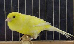 Canary pair, male, good singer, and female, good mother, varigated glosters, you can have both birds, male and female for $99. They come with a bag of food and a free small travel cage to take them home in. 623-873-5215, please no text to land line.