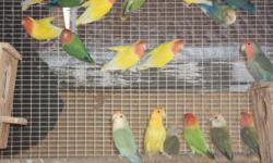 Diamond fire-tail finches: $100 each
Java Finches: $35 normal, $45 white, $59 fawn
Rosy Bourke parakeets: $65 each (possible split to rubino or lutino), $120 for a pair. Prices are firm, please do not bargain