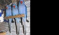 2 mature pair of breeder Violet Ringnecks
1 male White Belly Caique, semi-tame
1 male Sun Conure, semi-tame
1 male Meyers parrot, semi-tame
Contact by email or phone for more information.
Be sure to leave a message if calling and I'll return your call.