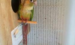 I have three regular peach face lovebirds for $40 or trade
I have two blue parakeets both female $10 each or trade
I have one male red factor canary $45 or trade
Also one young lutino cockatiel male for $50 and pearl cockatiels for $55 or trade
Young