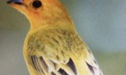 I have a pair of saffron finch for sale or trade let me know what you have i have other birds tex or call me 323 637 9869 hablo EspaÃ±ol
