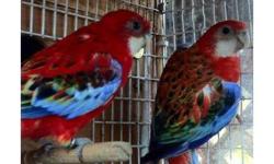 hi i ships birds to all the states i specializing in wholesale to the public and giving them good quality birds for half the price.i always have different birds but currently i have
African ringneck pairs $175
Canary winged parakeets pairs $225
Rosella