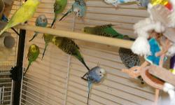 I have lots of baby parakeets, lots of colors, all young, under 6 months. Yellow, White w/Blue, Green w/Yellow face, Blue w/Yellow face, Gray, Sky, Violet, and Cobalt Blues. $8.00 each. Easy to tame, I can tell you how if you need help.
Zebra finches, I