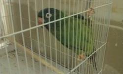 I have some breeder birds that I am trying to rehome. I would like to sell them or find mates for them.
1. Slatyhead Parrot - Perfect feather. Would like to find a female or sell him for 200.00. Is a young breeder that is not afraid of people but will