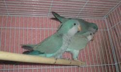 Bonded and Proven Quaker pairs with DNA papers....Blues, Greens, Cinnamon Greens and Paid Blues. All are young pairs . call for more info............... keywords... parrot,bird,parakeets