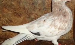Birmingham Roller Pigeons for sale in many colors including ash red, recessive red, blue, black, and spread ash in solid, check, bar, mottle, pied, grizzle, bell neck and bald head patterns for $20.00 each.
Yellows, powder blues, indigos and some opals