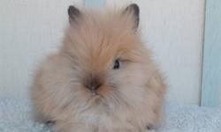 I have 2 BLACK 8 week old show quality lionhead bucks. They come from very nice parents with proven lines. Sire took 3rd place at Nationals Dam took BOSV last show these rabbits are perfect for those looking to add great quality to their lines, kids who
