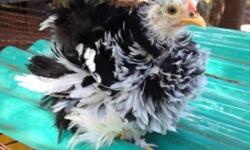 http://multipurposegoats.com/chickens.html
This is a really great price for these unique awesome so friendly birds.
Some information regarding chickens that we have here.
Silkie chicken is a very unusual chicken. Besides their beauty, friendliness, and