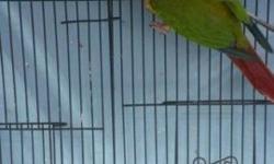 I am selling my conures because i am really busy and i dont have time to spend the time they deserve.i am selling 2 conures with a very nice cage.....if you are interested or have any questions please call (760)
788-7507 i am asking 375 obo
