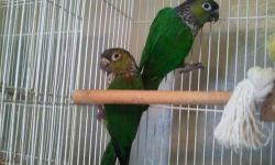 I have a pair of Black Cap Conures about 3 yrs old, They have laid one infertile clutch for me, I have only had them about 6 months... They are in perfect feather, beautiful birds.. the female is friendly, the male isn't.. Concentrating more on