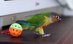 Quiet Black Capped Conure with huge personality. Already learning to talk and on a great diet. We feed fresh fruits and veggies along with Roudybush. Also learning to talk :) Small cage included with toys.