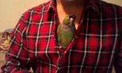 She loves to play inside my shirt a lot. Noise level is not as high as other conures but when left alone, she will scream. She will step up no problem because she was hand-fed. If interested please contact, and must meet up at places near where I live as