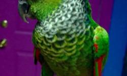 Black capped conures we have them! So sweet, playful and quiet! These birds are known to sing in their sleep. We are taking deposits on them now. Northeast PA 18301. Contact me with any questions
https://www.facebook.com/PoconoAna?ref=bookmarks