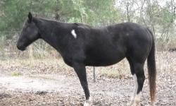 He is black with a little dark brown in his face, and also has one white spot on forehead. His father was a dark brown quarter horse and his mother was a light brown paint/quarterhorse. He has dark blue almost black eyes. His name is spirit and he loves