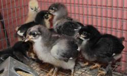 Black Copper French Maran Chicks Available
Black Copper French Marans (Bev Davis breeding) ? Shipping Available NPIP ? CA 308
Credit Cards Welcome, Lifetime Support, Visitors always welcome by appointment. Also a few gorgeous Bev Davis bred Black Copper