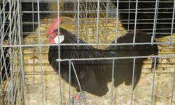 We are now selling our year old breeding stock in Black Dutch Bantams. They are $10 each sold in group of one rooster and up to 5 hens. for more information you can email and answer or call 417 532 5767