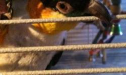 Seven year old male Black Headed Caique for adoption. He is fully feathered and is not a plucker. Does talk and would make a great pet. He can be a little shy until he gets to know you.
This ad was posted with the eBay Classifieds mobile app.