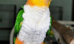 Black headed caique. I was told it's a 3 year old male, but I do not have the DNA papers. He doesn't appear to like men or other birds. He will step up and whistle to you when he's not around them. He is aggressive towards my other birds and is jealous of