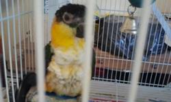 Last Black headed caique from previous clutch.He was hand fed and is very tame bird.Sex is unknown but DNA sexing is available for additional $20 .Phone / text / gets quickest reply.