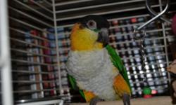 This is "Linnus" he is a Black Headed Caique. He comes with cage and toys. He steps up and will sit on your shoulder as long as you will let him. He does not talk, just whispers. Linnus and cage $500.00 Must pickup in Paris, TX. Will not deliver.