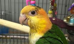 I have 1 sweet black headed caique baby.It has a diet of a quality seed mix of Higgins, Roudybush and Tropimix pellets with fruits and veggies. Come visit him. I carry toys, cages, food and everything you will need to take your baby home!
Visit